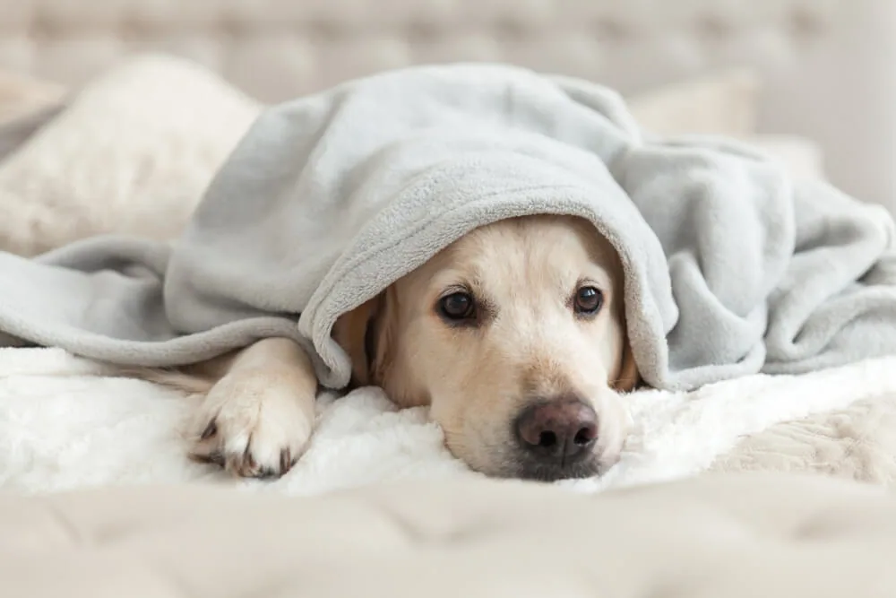 ペットシッターを募集している犬