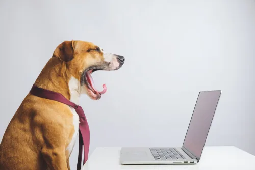 自己管理ができない犬
