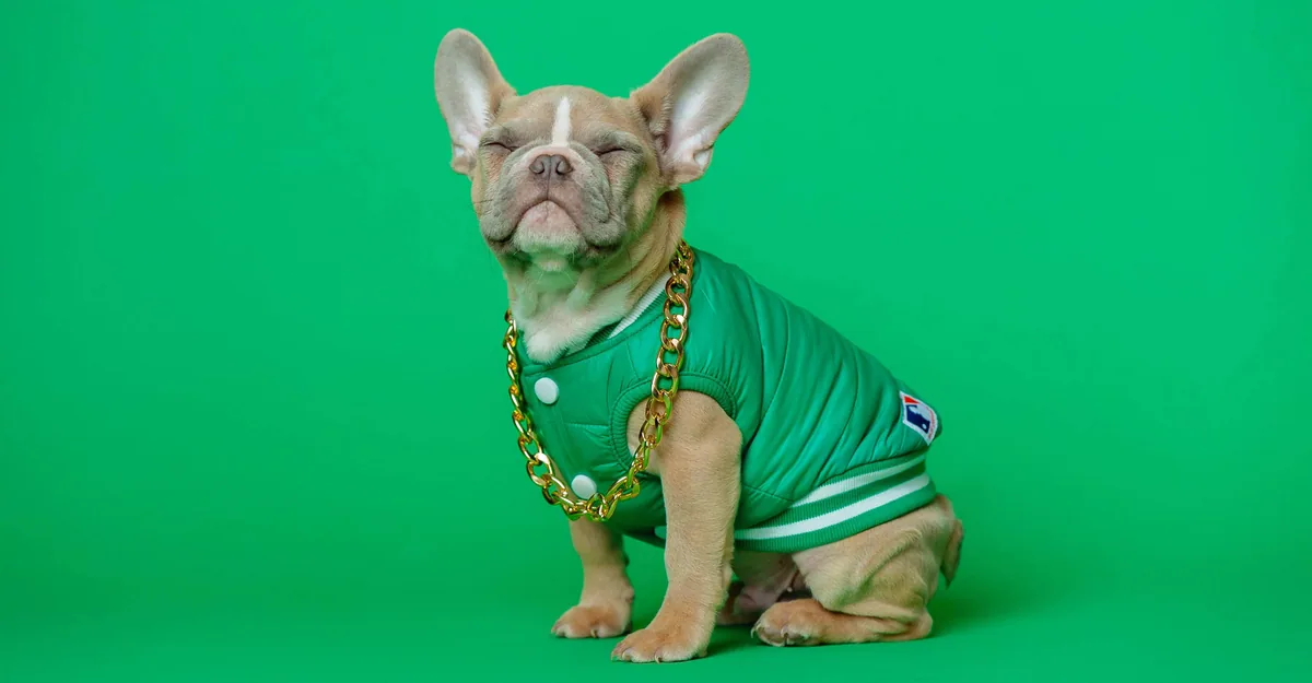洋服を来た犬