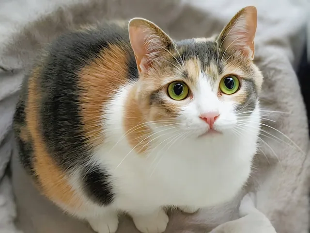 三毛猫がこちらを見ている様子
