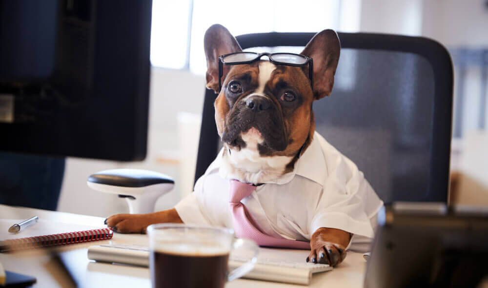 デスクにつくブルドッグ