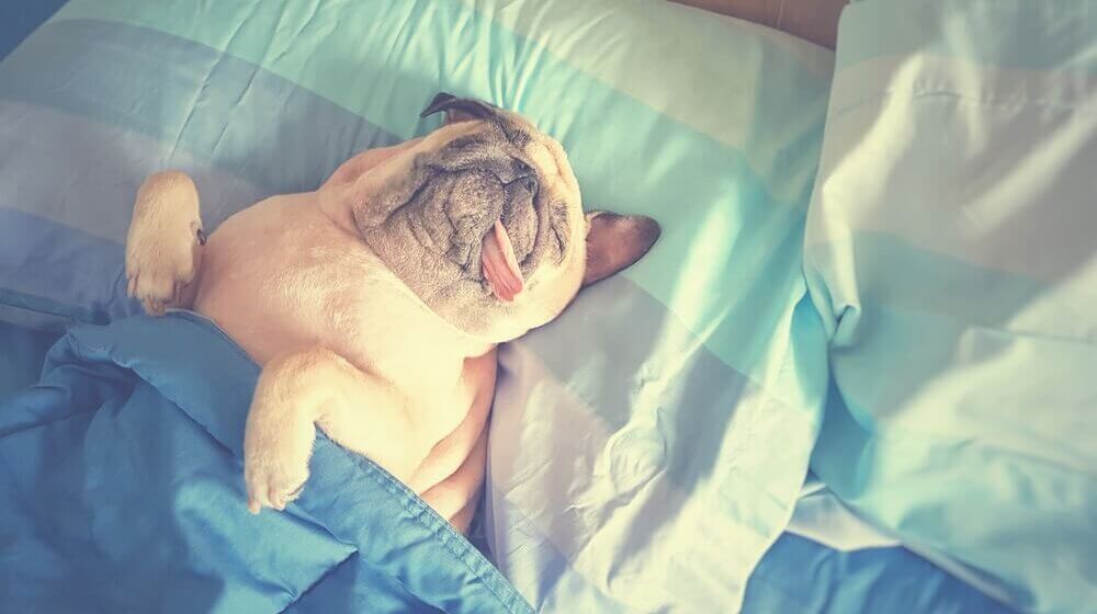 布団で寝ているパグ